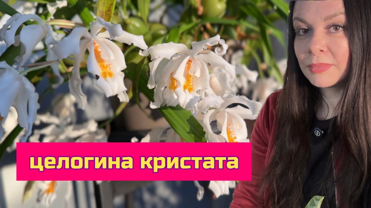 Целогина кристата. Цветение, уход, полив Coelogyne cristata #plants #цветущиеорхидеи 