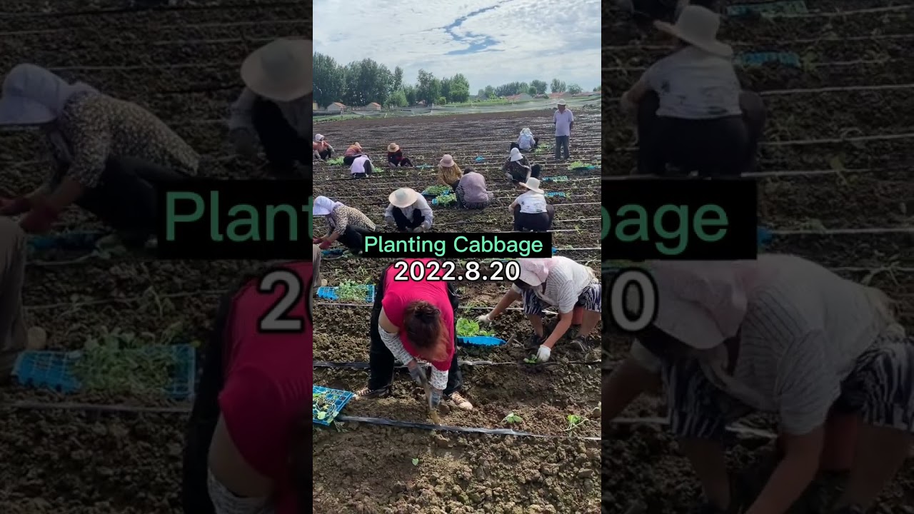 Transplanting Cabbage Seedlings #satisfying #short