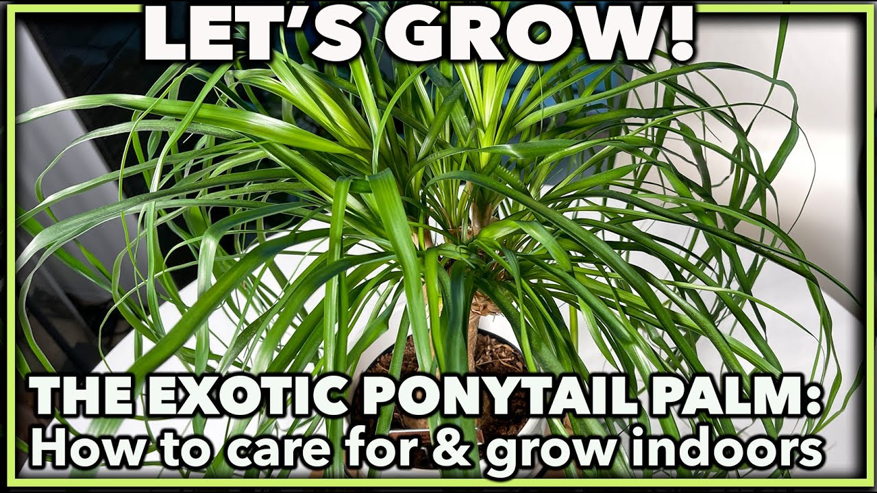 PONYTAIL PALM PLANT