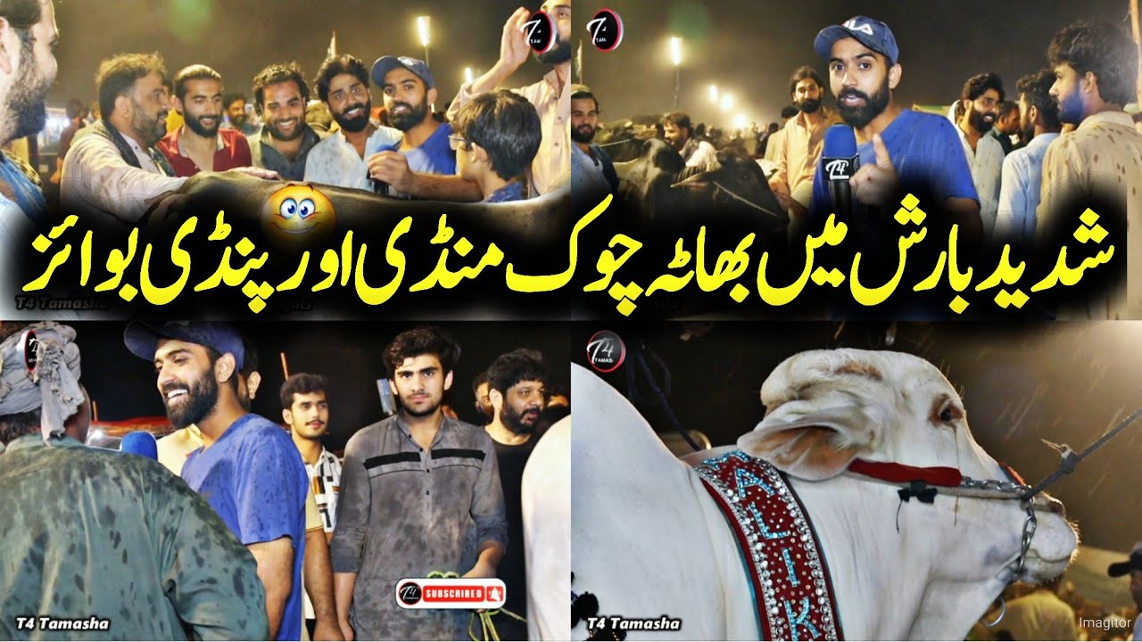 Heavy Rain bhaata Chok Mandi Last night - naseeb ky sody & Pindi boys - Dhani bull bakra Mandi 2023
