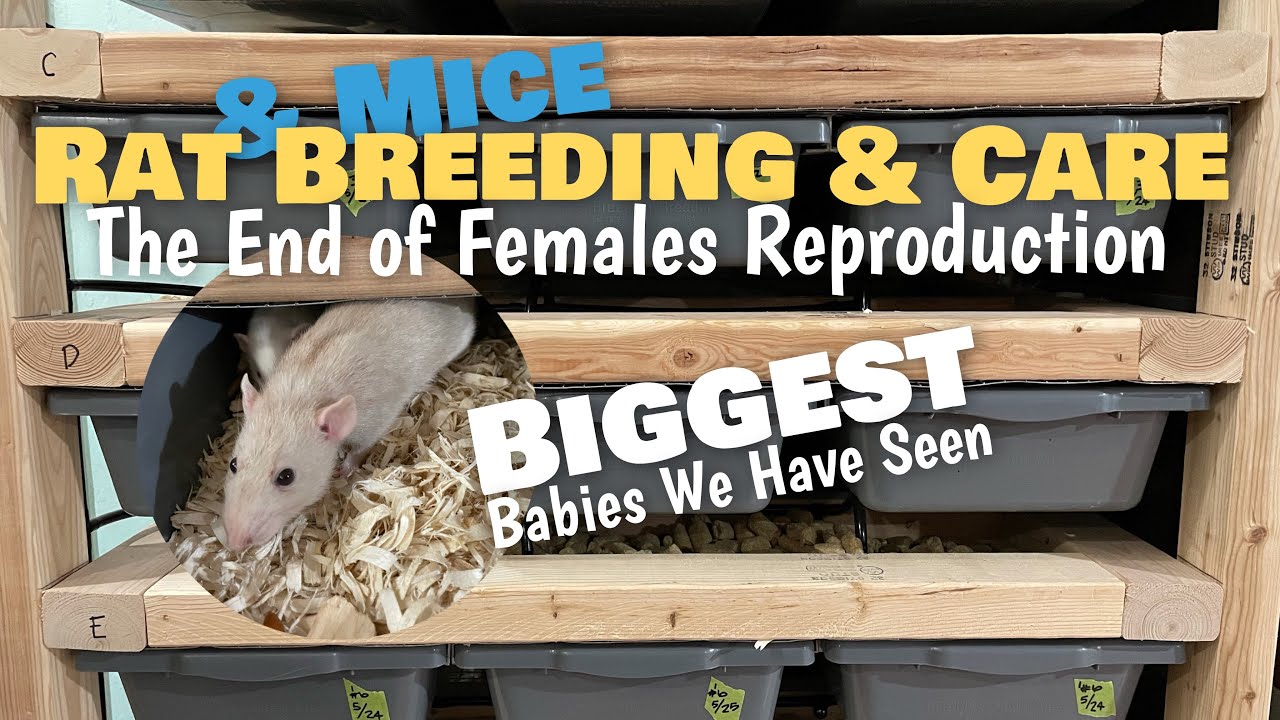 Rat Breeding & Care | BIGGEST Babies We Have Ever Produced | End of Females Reproductive Cycle