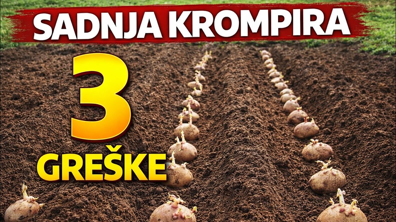 Sadnja Krompira: 3 Najveće Greške Koje MORATE Izbjeći