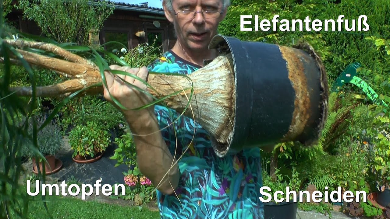 Elefantenfuß Schneiden und Umtopfen im Garten - Zimmerpflanzen Tipps mit Detlef