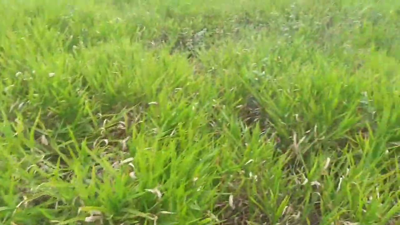 capim brachiária  Decumbens  com 6 mês