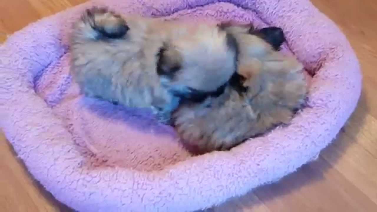 Pekingese puppies