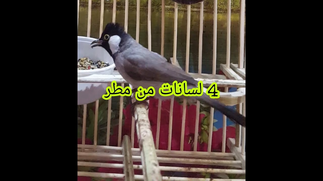 مخلف علوازي وحشي أول عزله سميته مطر 🤣 ويه جو اليوم