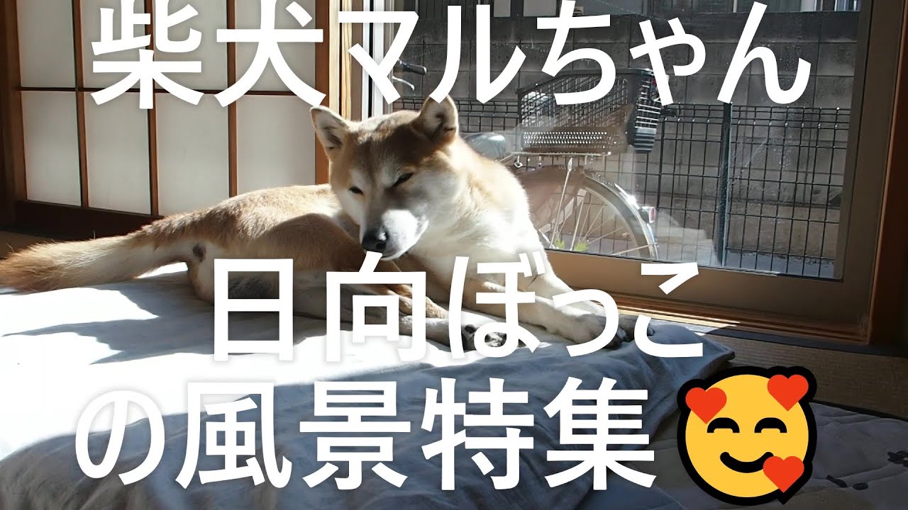 柴犬マルちゃん🐕‍🦺🚶‍♂️　日向ぼっこの様子特集🌞　まあ、飽きずに良く寝るもんだ😳　Special feature on sunbathing 🌞　#shibainu Maru-chan