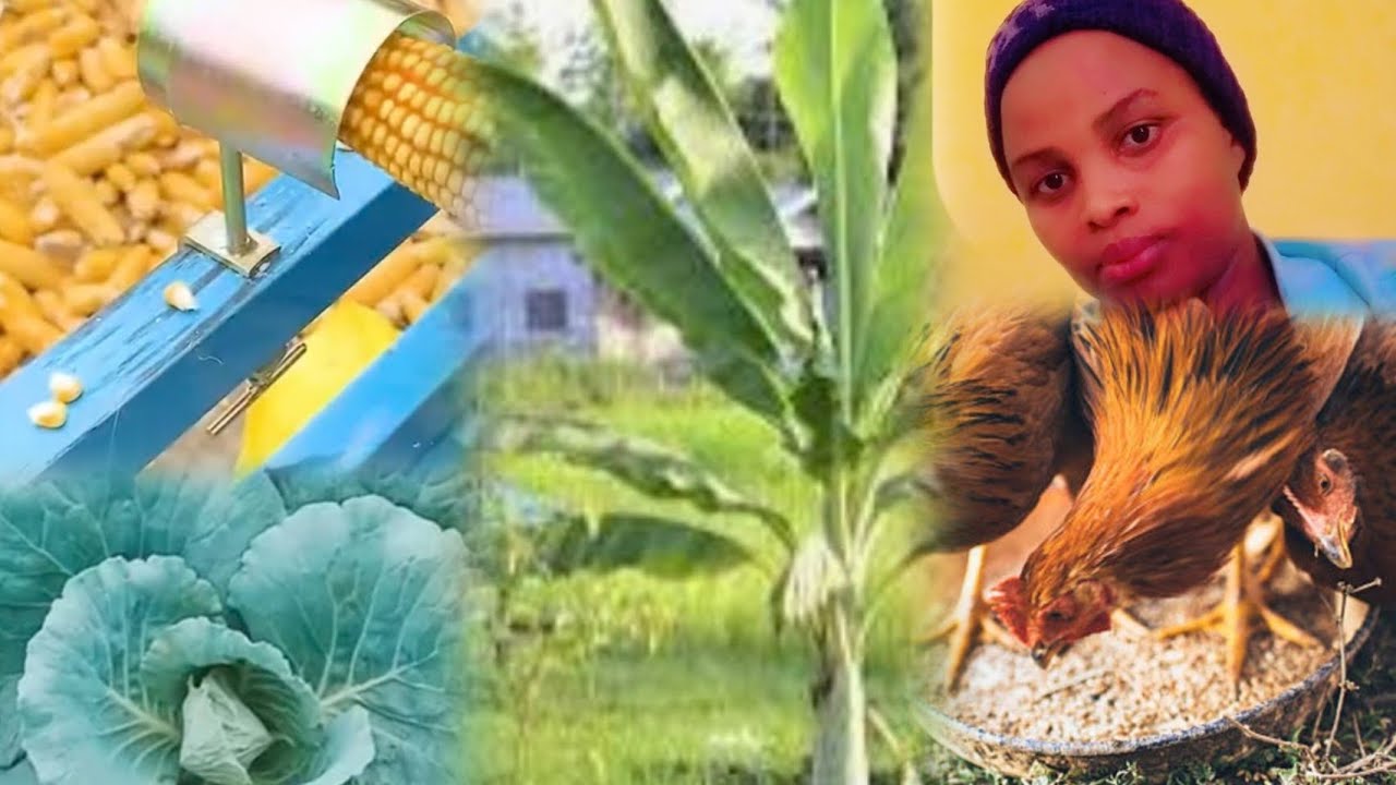 Umusaruro w'inkoko wiyongera vuba Kandi inkoko zikura buri munsi#ikorere ibiryo byazo bihendutse#