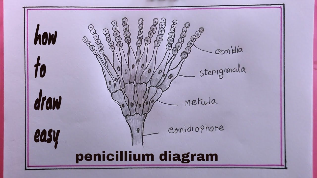how how to draw penicillium easy/penicillium drawing easy