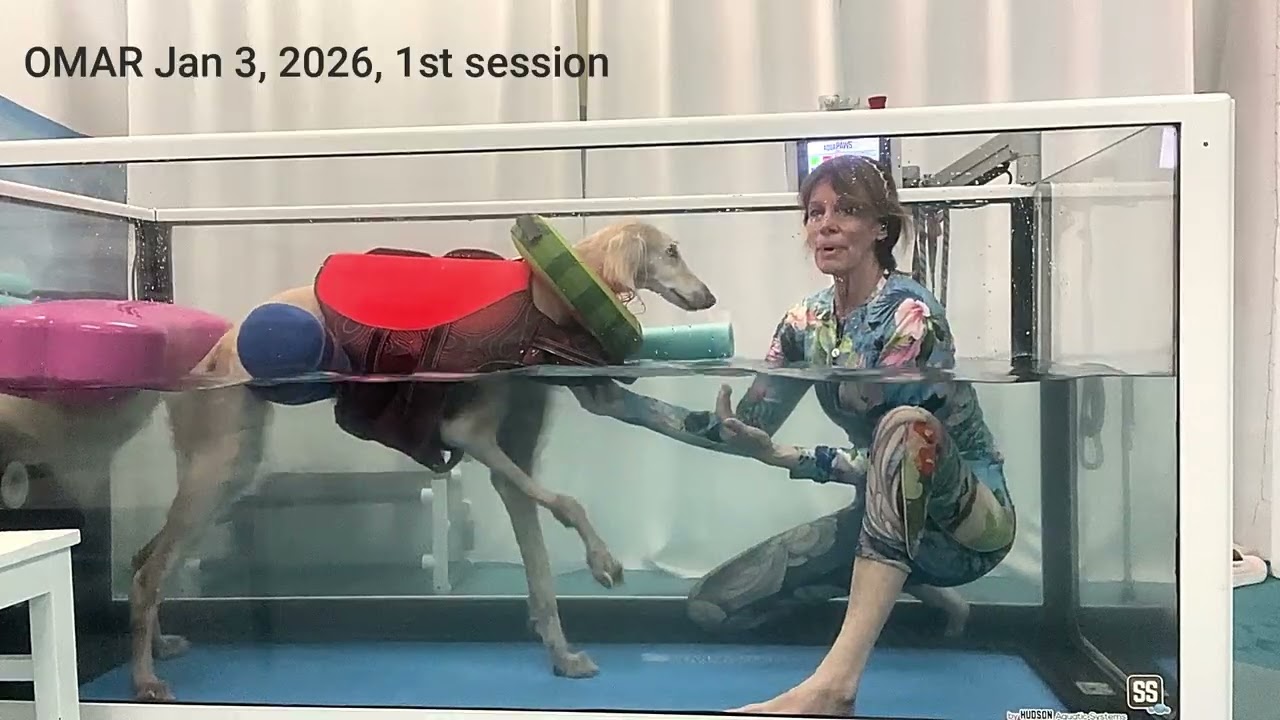 Canine Hydrotherapy OMAR the Saluki - first hydrotherapy sessoin