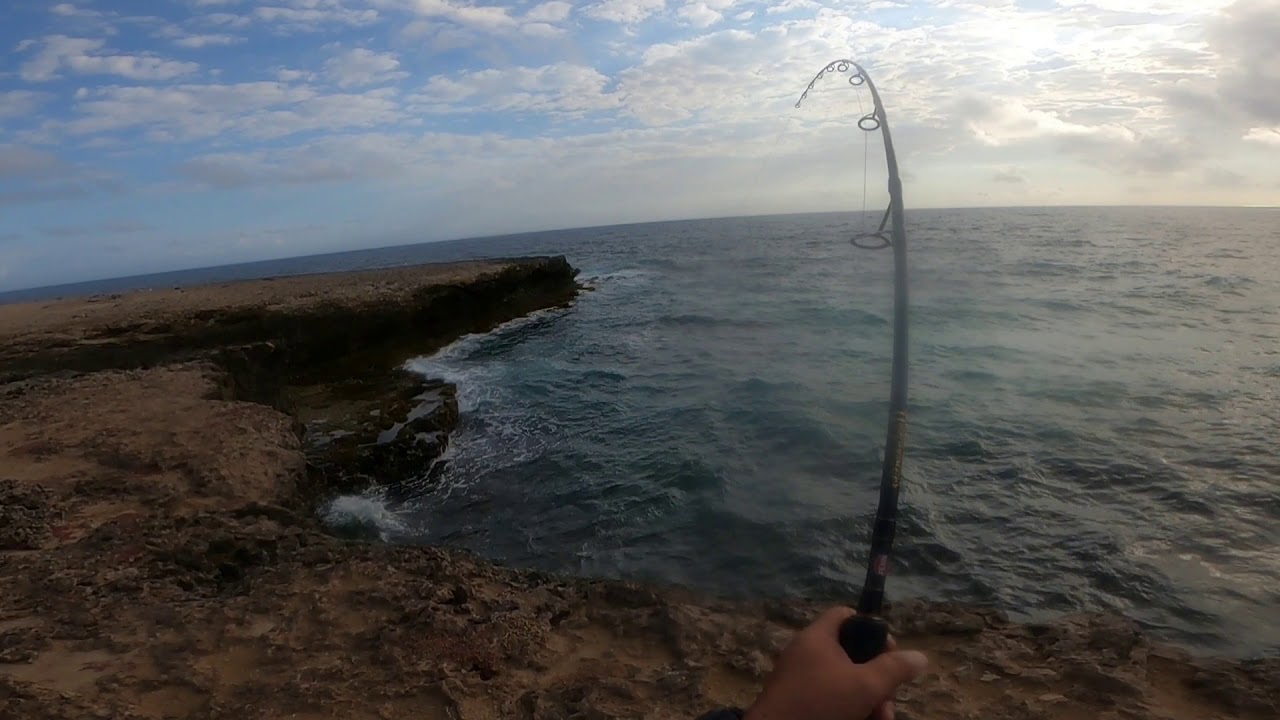CREVALLE JACK (HURE) VERY POWERFULL FISH  YOU CAN CATCH ON COAST OF ARUBA