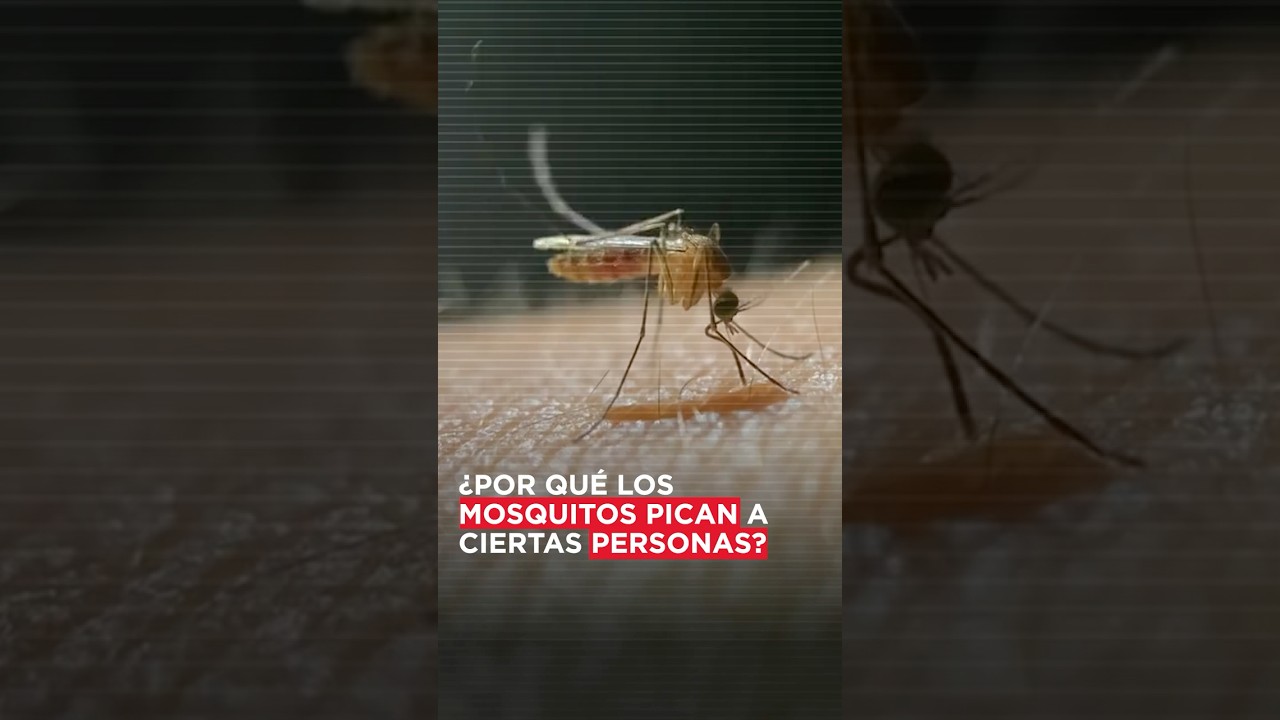 &iquest;Por qu&eacute; los mosquitos pican a ciertas personas?