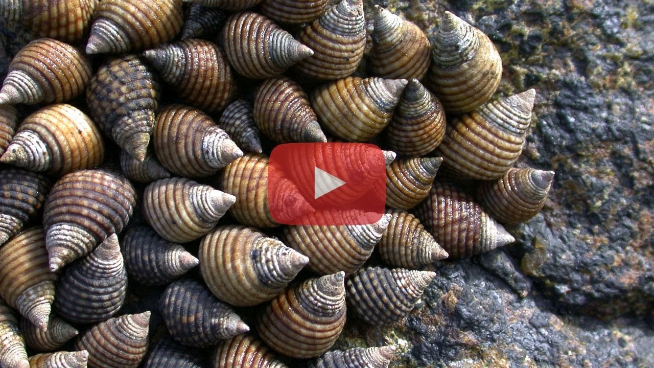 Planaxis sulcatus - Furrowed Clusterwink