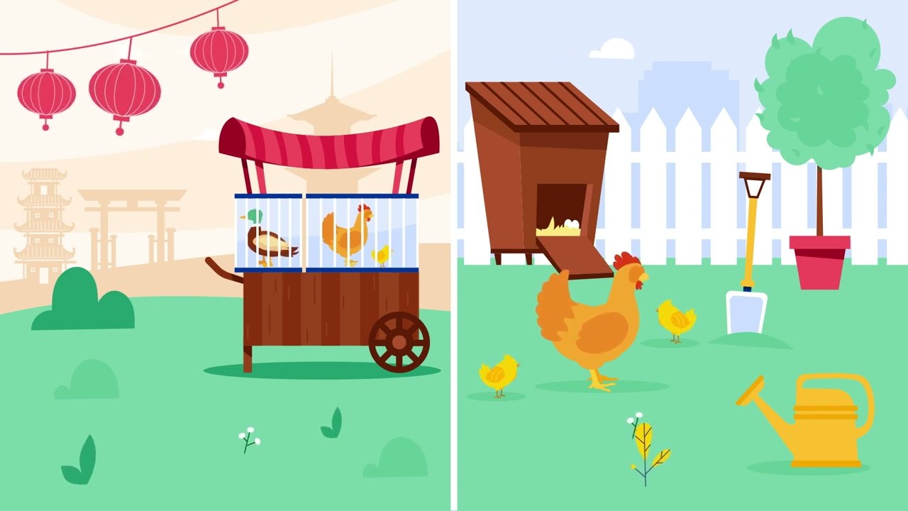 Avian flu - the disease with a spillover potential | Infectious diseases