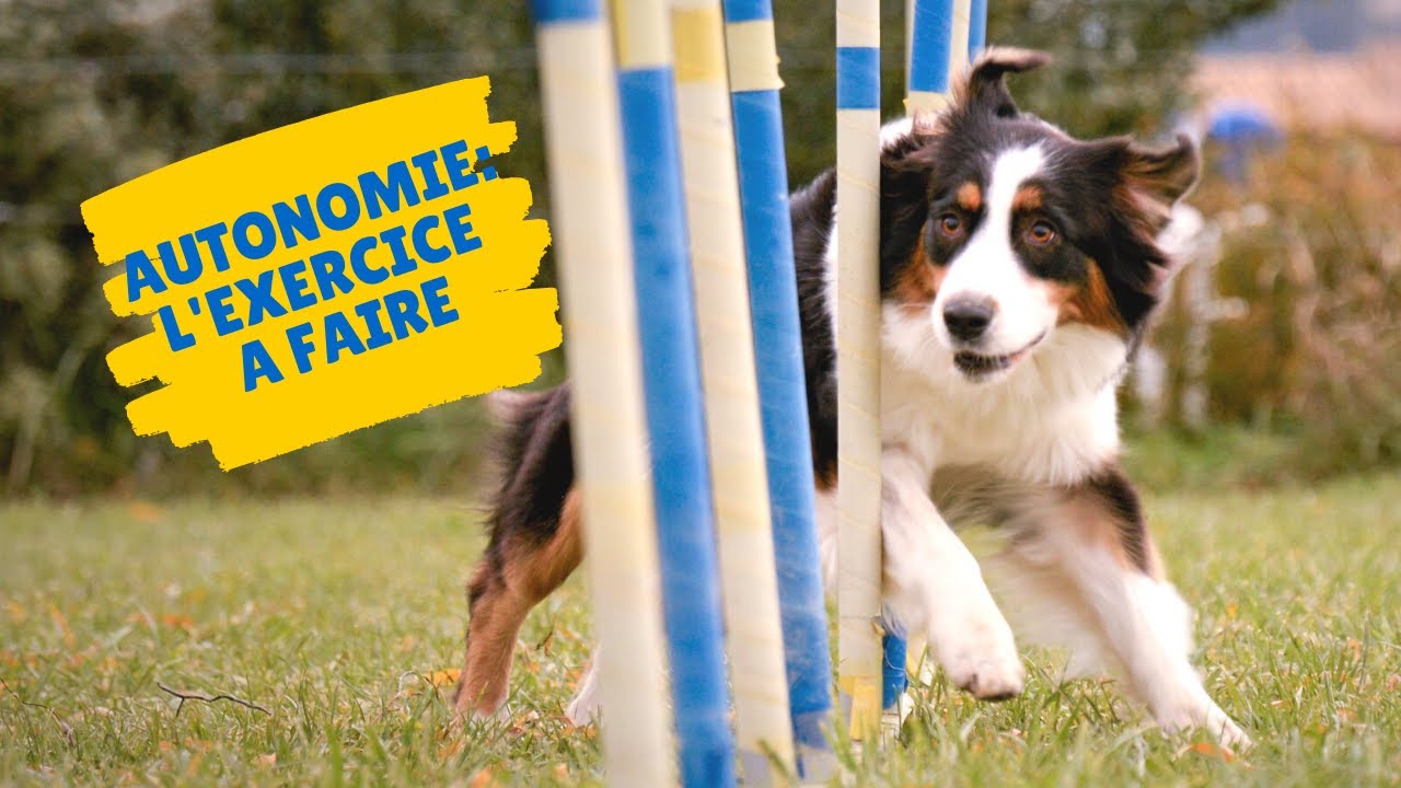 TUTO AGILITY : l'exercice indispensable pour un chien autonome !