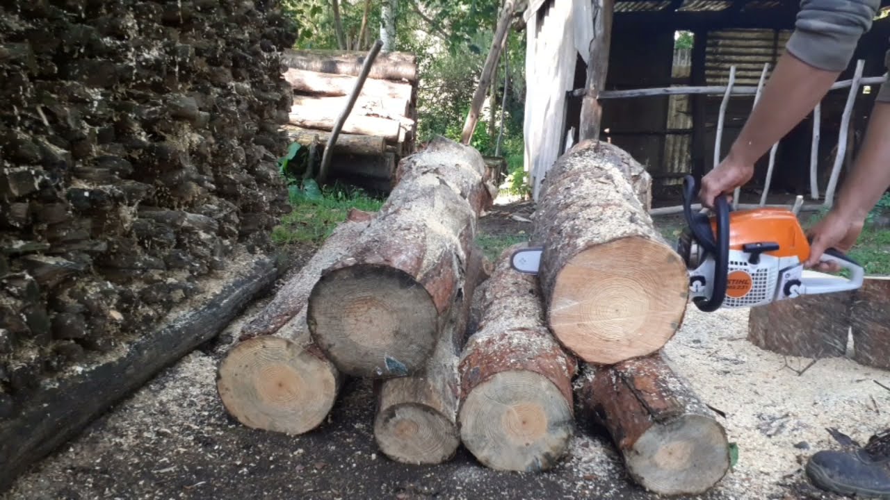 Stihl ms 231 la tăiat lemne de pin!
