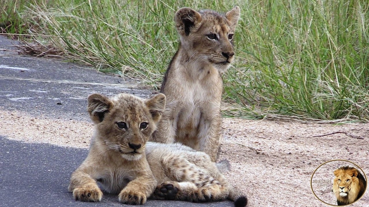 Cubs Of Casper The White Lion Calling - And ROARING - For Mother