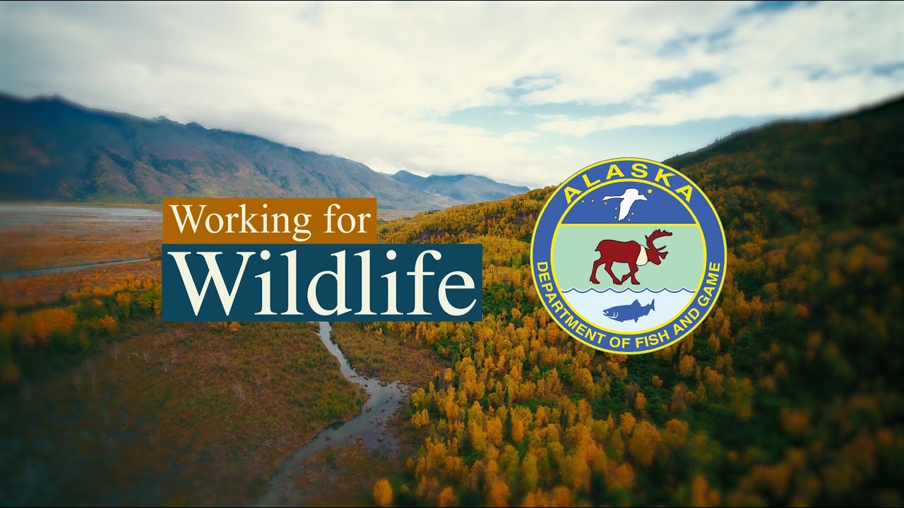 Working for Wildlife: Canada Lynx Population Dynamics in Southcentral Alaska