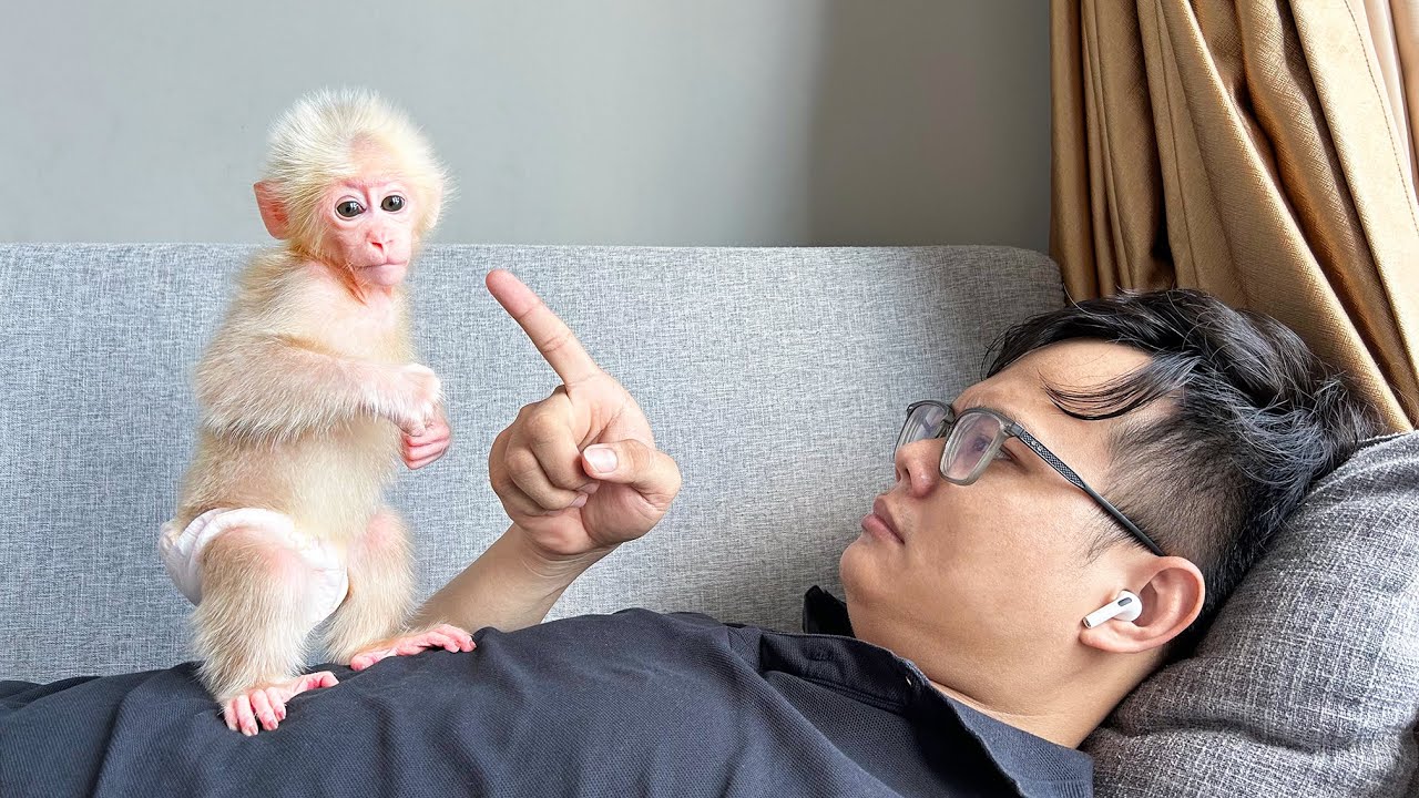 (Full Video) Dad's brother gets angry when Monkey Baby Molly is the cause of the misunderstanding!
