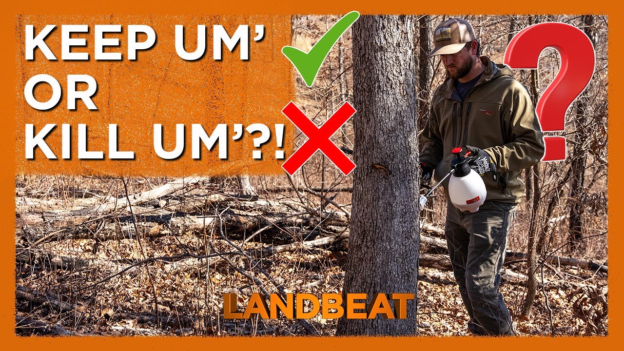 In Depth Timber Evaluation! 🌳 | Habitat Management For Wildlife 🦌🦃