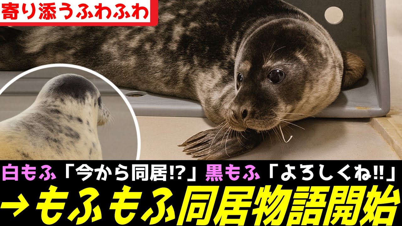 アザラシ幼稚園、もふもふたちによる仲良し生活が始まってしまうｗｗｗ