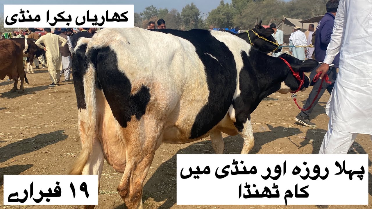 کھاریاں مال منڈی ریٹس ۔ پہلا روزہ اور منڈی ٹھنڈی 