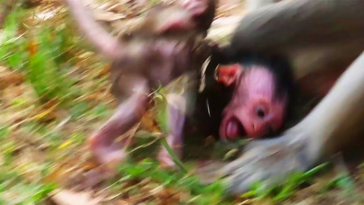 Sa0ly! Adorable baby monkey! cute cute baby