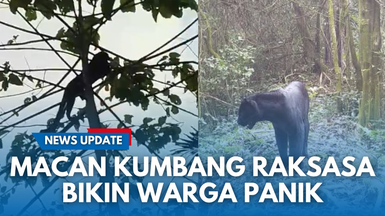 TEROR MACAN KUMBANG! Terekam Berkeliaran di Gunung Masigit di Ganeas Sumedang, Terkam Ternak Warga