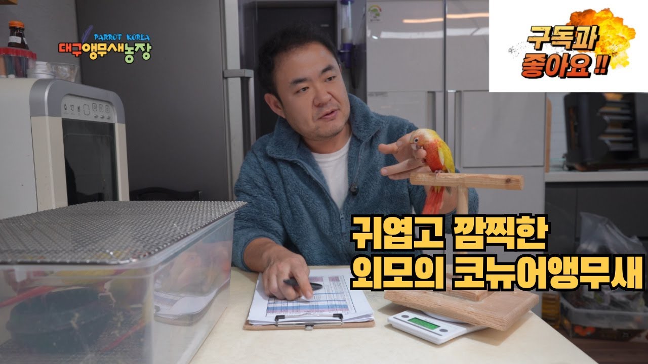 코뉴어앵무새 분양예약중입니다 #대구앵무새농장 #코뉴어분양