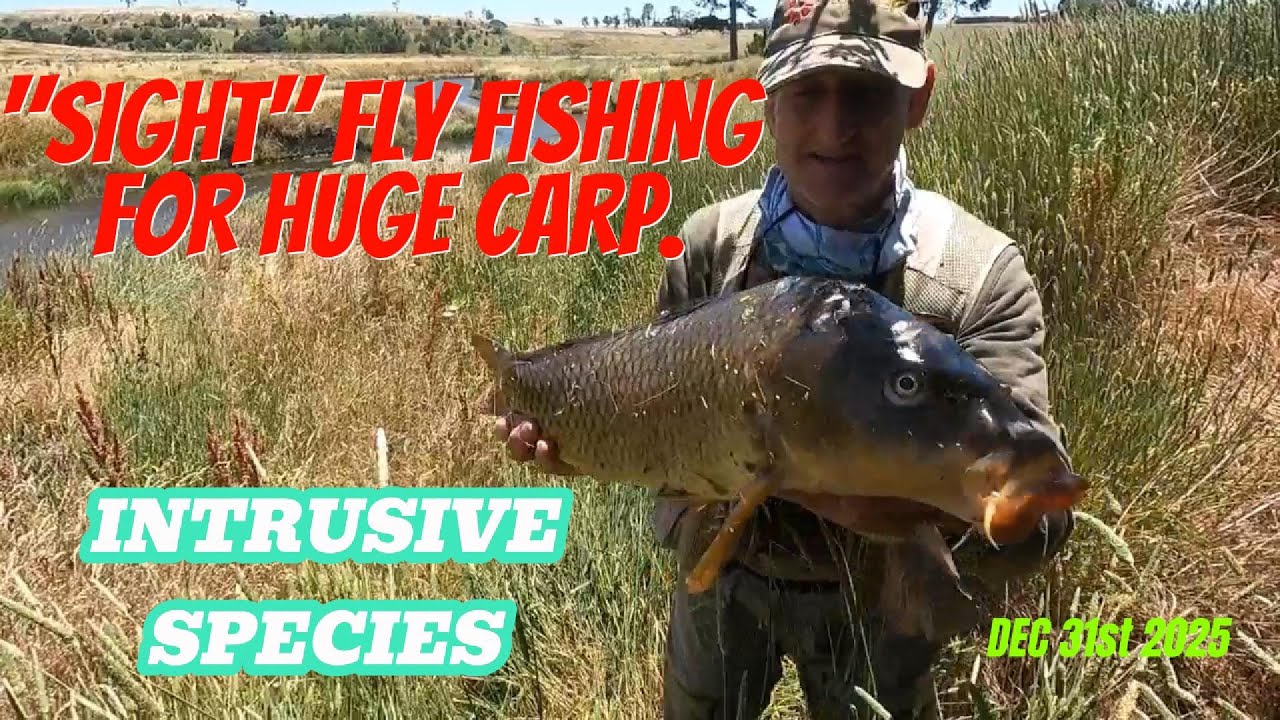 CARP Fly Fishing. RIVER SIGHT FISHING for HUGE CARP #carpfishing #flyfishing #fishing #sightfishing