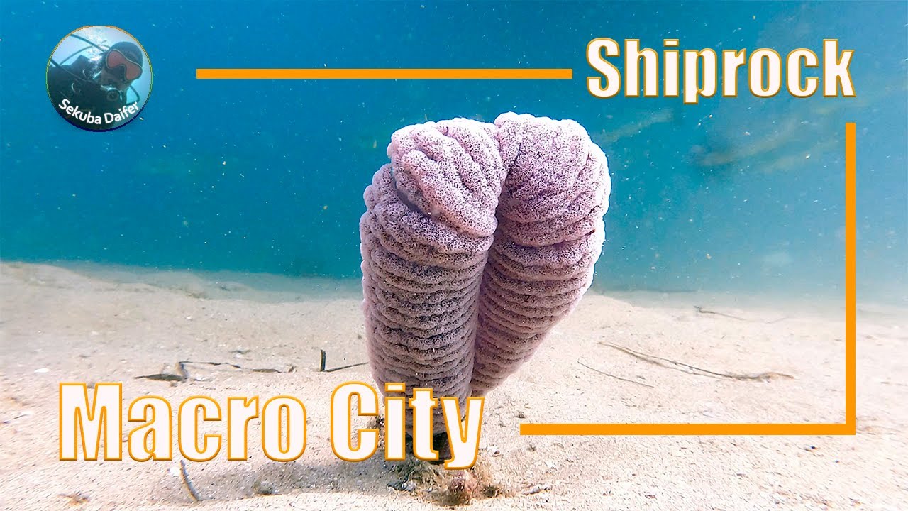 Macro City | Scuba Diving at Shiprock | Thu, 17 Feb 2022