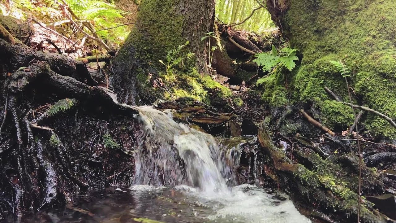 Silent Hiking in Westerwald | Ambient Music & #naturesounds  #ambientmusic #silenthiking #nature