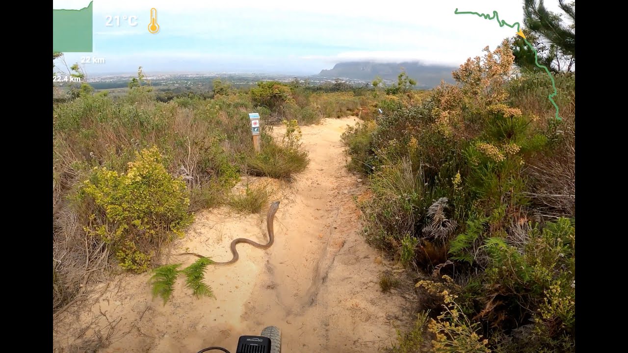 Tokai MTB Trails Vasbyt - Saw a Cape Cobra Today!!! [31 Oct 24]
