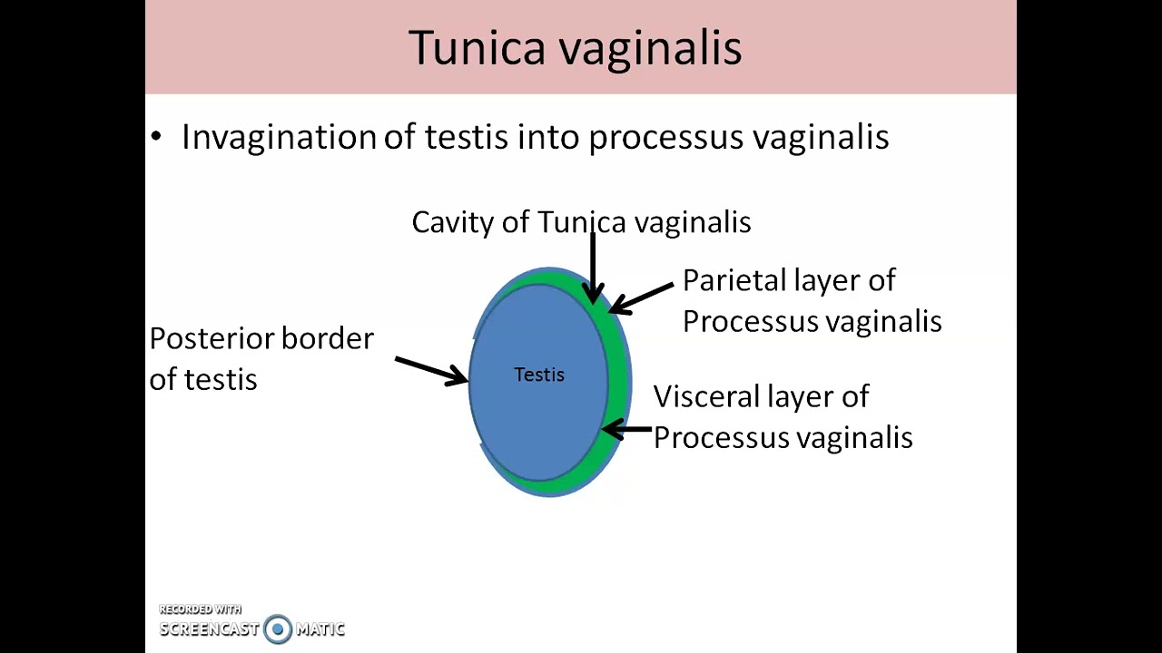 Testis1