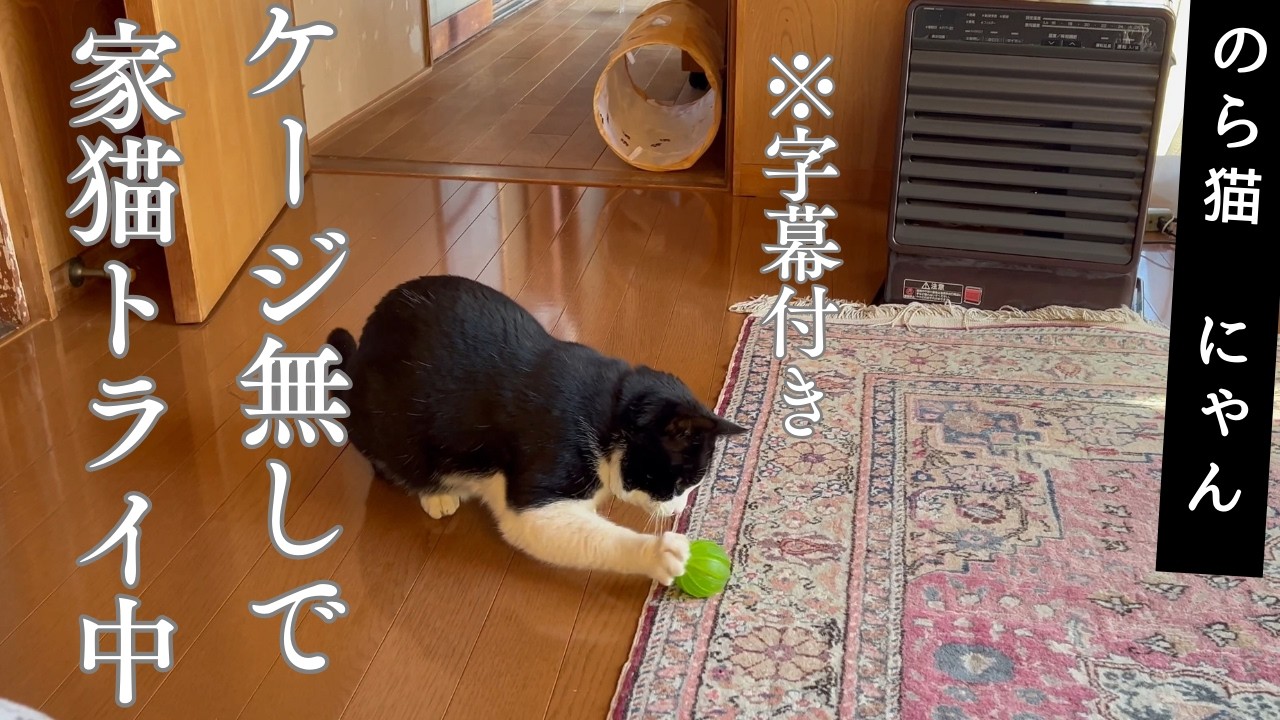 ※字幕付き：ケージ無しで家猫トライ中　｜An attempt to domesticate stray cats without using cages