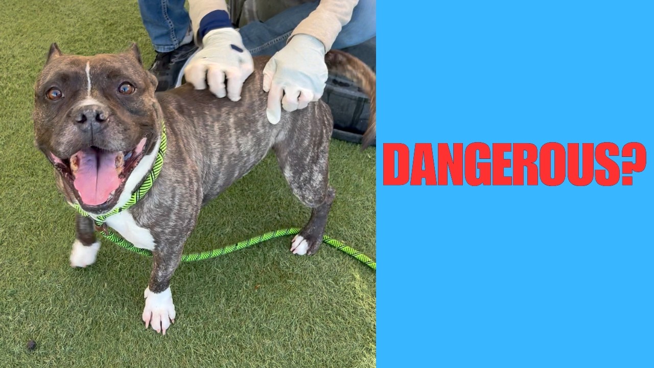 Shelter Labeled Him Dangerous - REALLY?