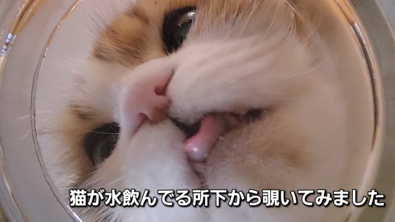 猫が水飲んでるところ下から覗いてみました