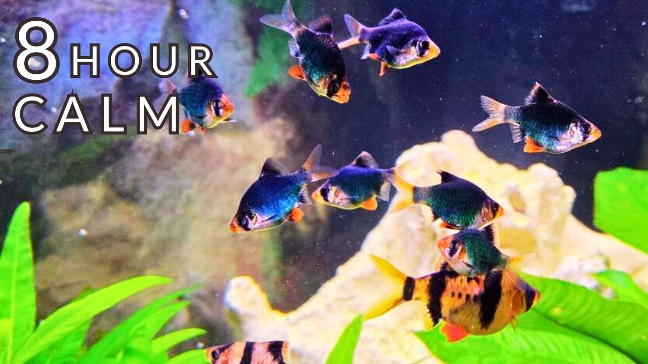 8 Hour ~ Calming Aquarium for Deep Relaxation: NO Loop | Water Sounds | Sleep & Study