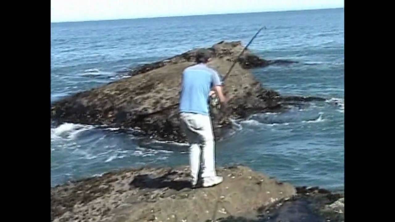 Pescando Rollizos