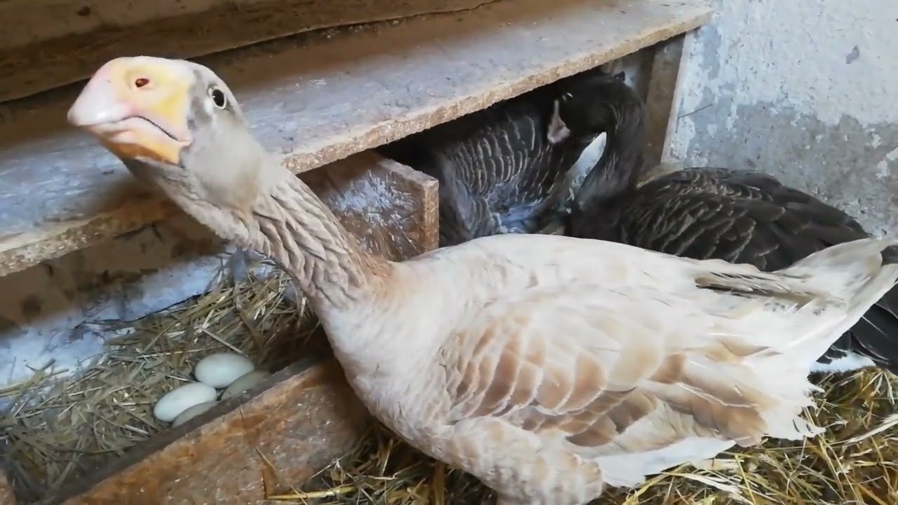 Gęsi Tulskie Bojowe na jajkach.