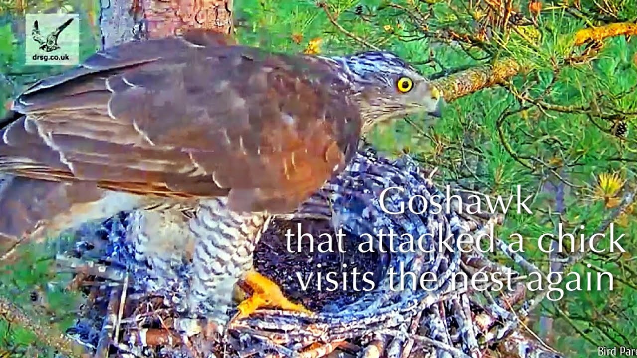 #159🦅✝️🐥🐥30°／Falcon Nest 2025🇬🇧 Forestry England South Forest District／Powerd by WildlifeWindows