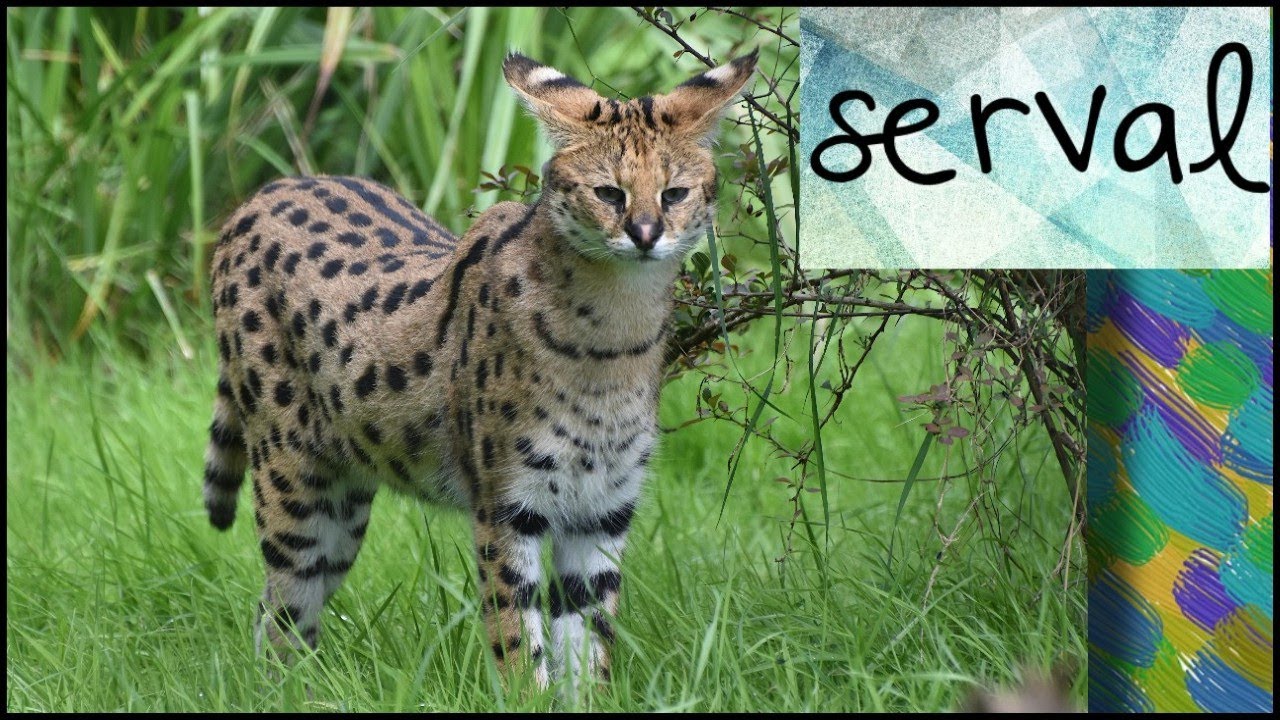🐆 Le Serval : Le félin africain aux oreilles géantes