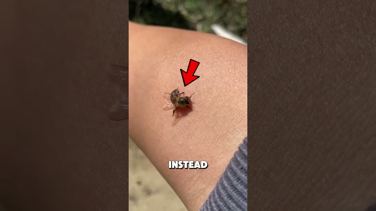 Bees can survive after they sting you