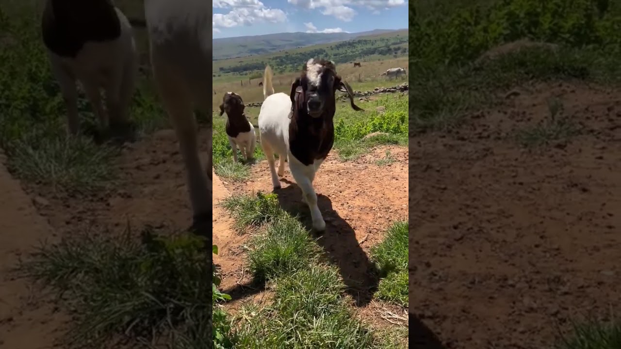 Bode Boer Genética da África do sul!!! 