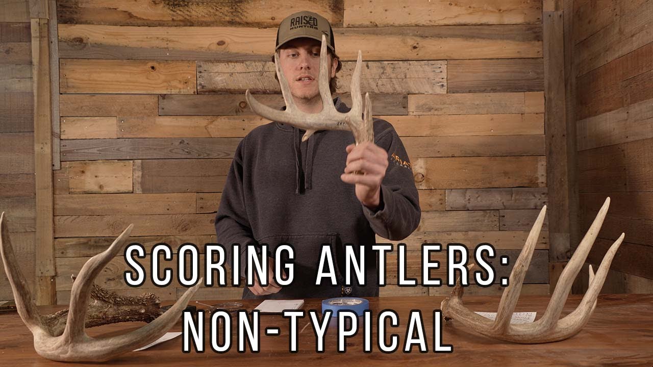 Как легко набрать очки за нетипичную сторону | Antler Scoring