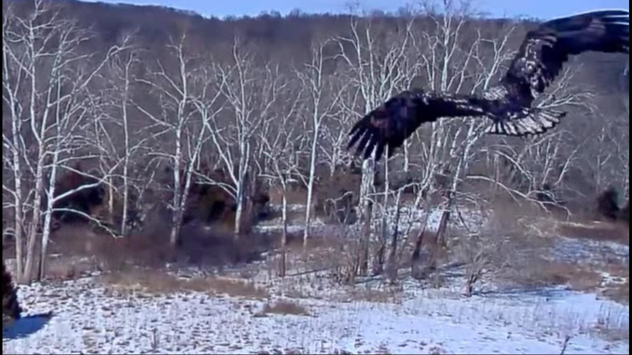 Feb 8 2026 Sub Adult Visitor Bella and Scout Defend Nest Views from Three Cameras NCTC Bald Eagles