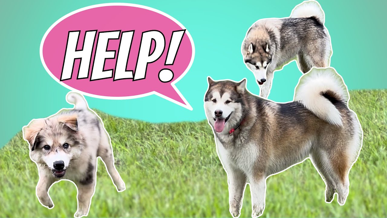 Alaskan Malamutes trying to protect their cheeky younger brother from trouble.