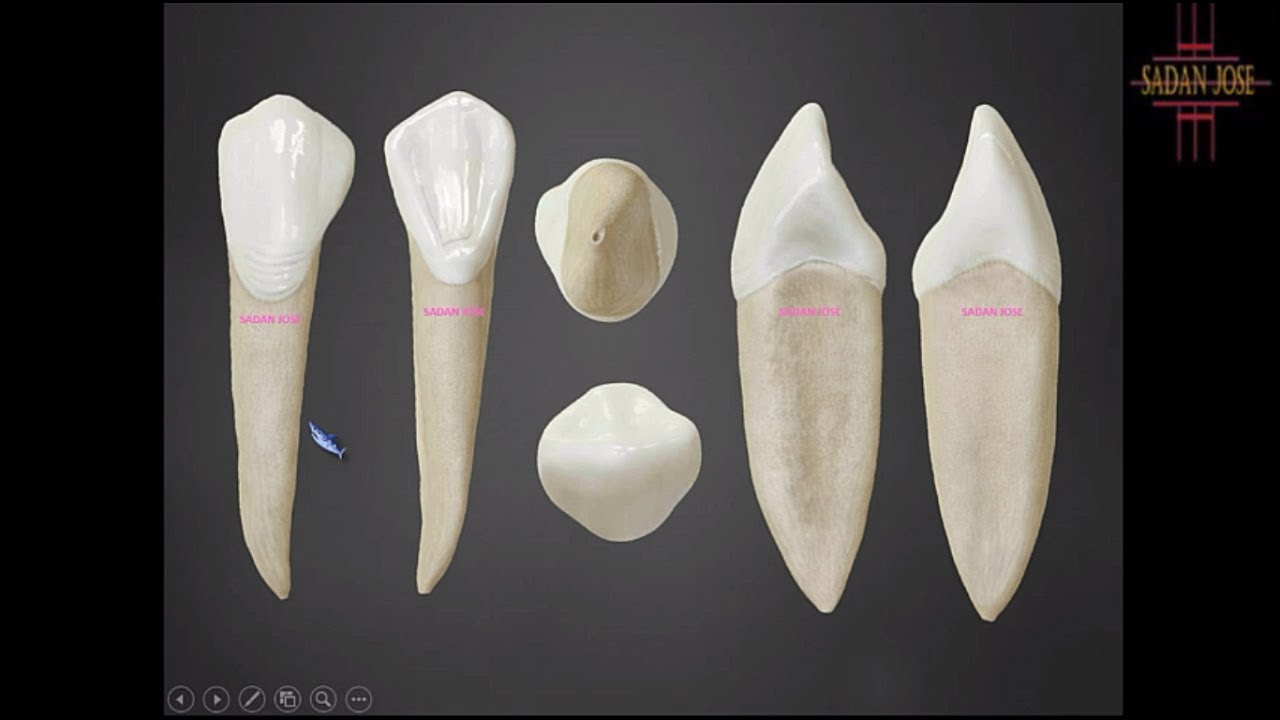 canino inferior anatomia