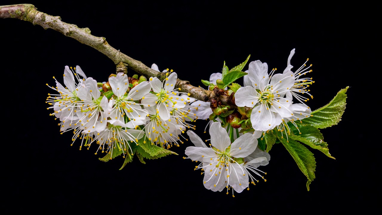 Time-lapse Tree Branch Flower Blooming