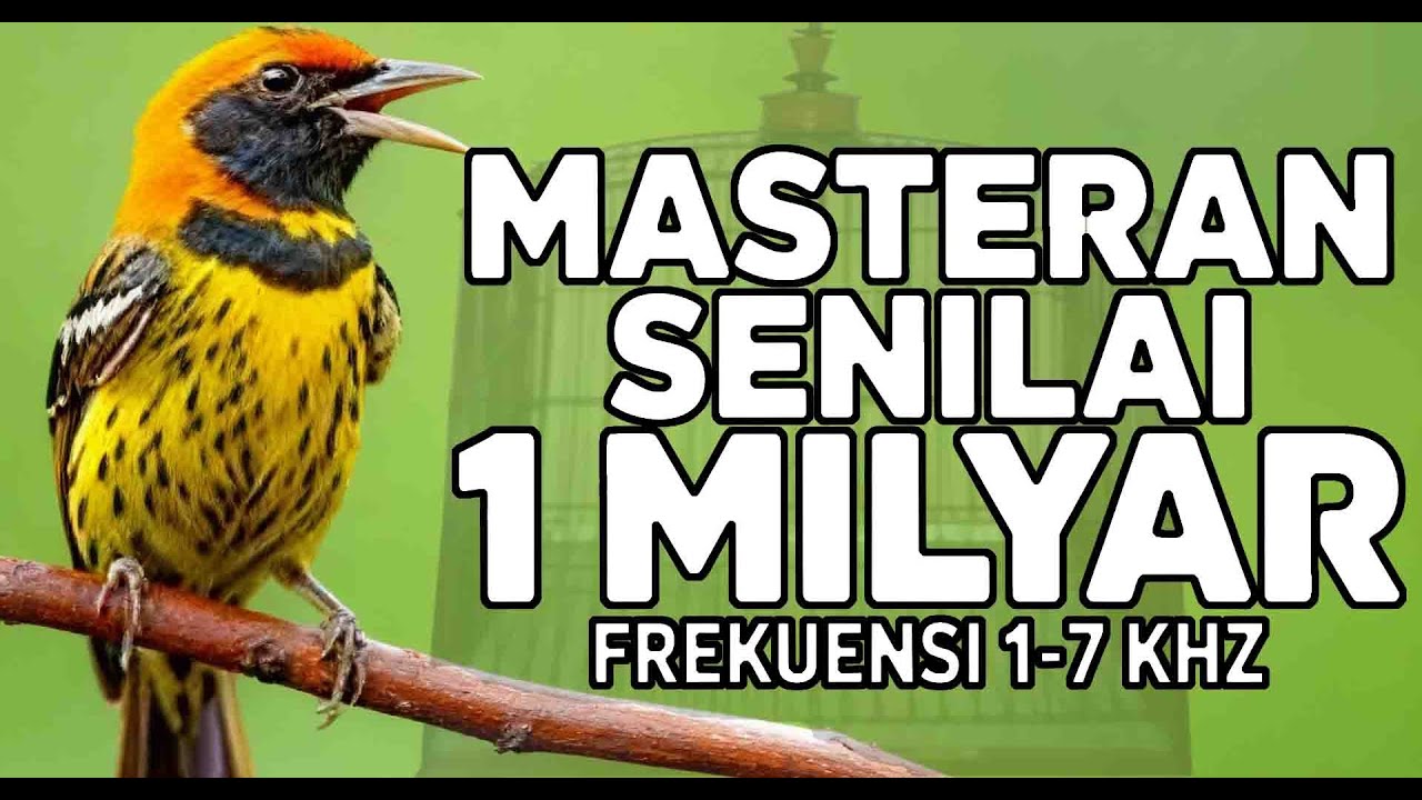 GACOR SAMPAI EMOSI ‼️ Masteran Super Mewah Untuk Lomba